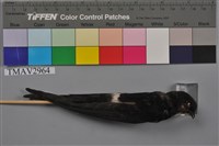 藏品(小雨燕)的圖片